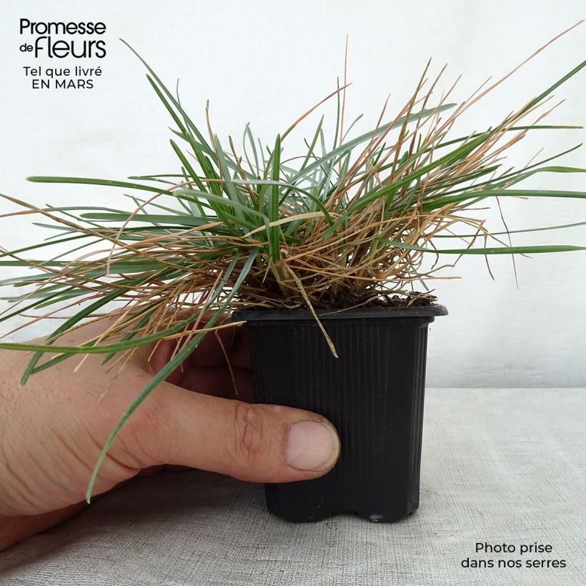 Sesleria caerulea 8/9 cm pot sample as delivered in spring