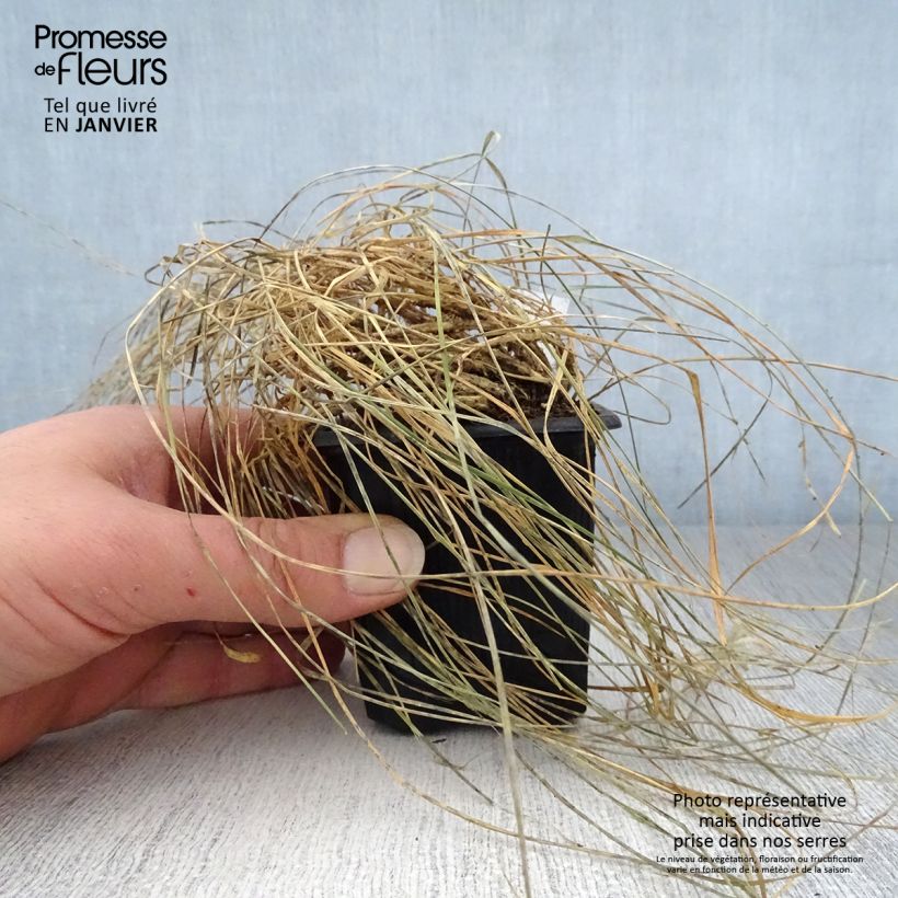 Sesleria caerulea 8/9 cm pot sample as delivered in winter