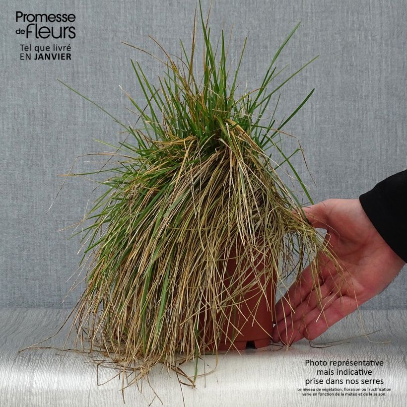 Sesleria caerulea 1L/1.5L pot sample as delivered in winter