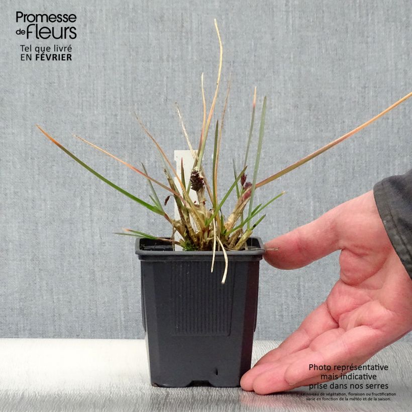 Sesleria heufleriana 8/9 cm pot sample as delivered in winter