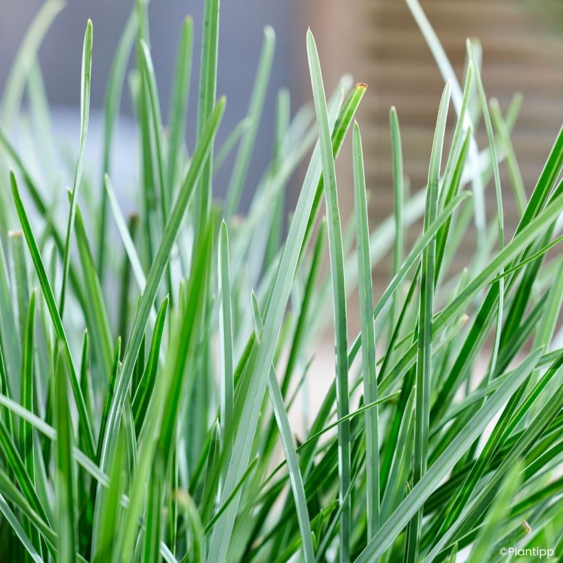 Sesleria heufleriana Blue Porcupine (Foliage)