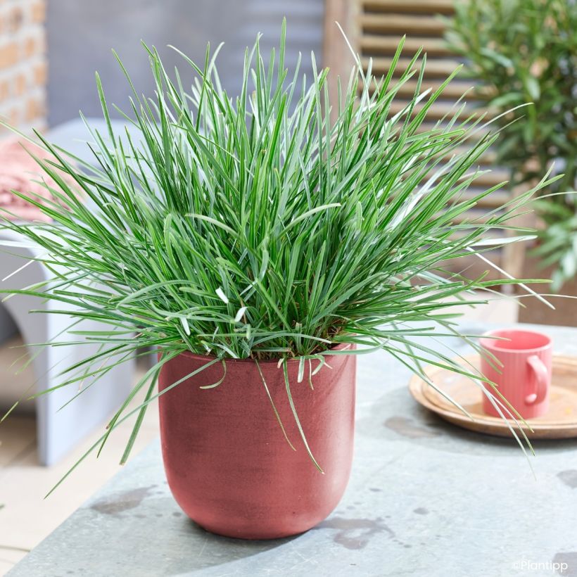 Sesleria heufleriana Blue Porcupine (Plant habit)