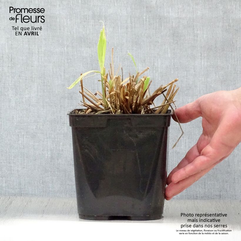 Setaria palmifolia 2L/3L pot sample as delivered in spring