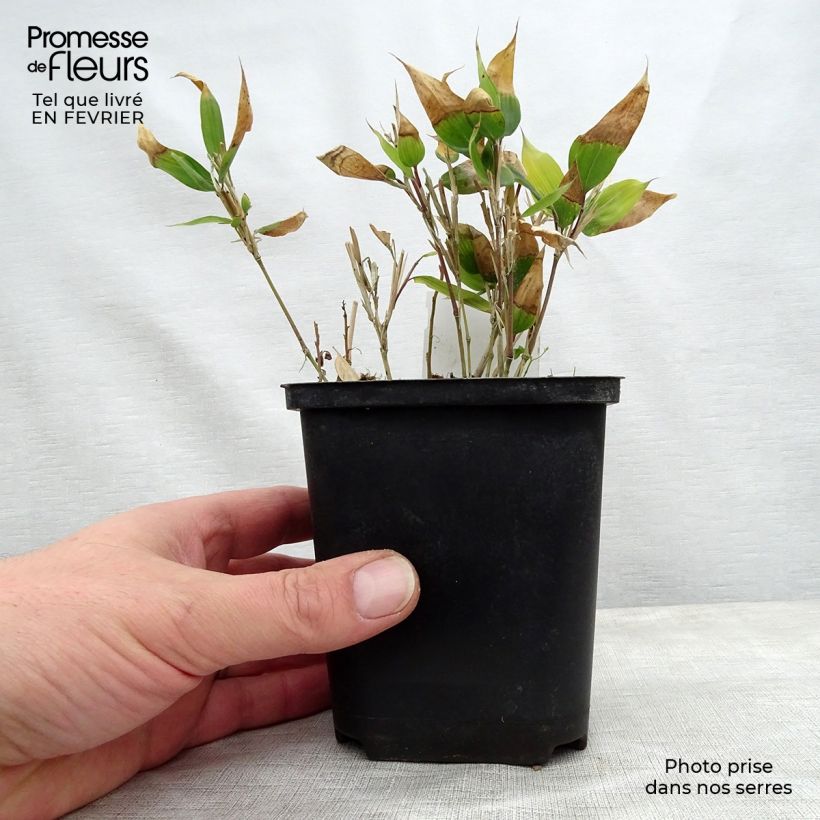 Shibataea kumasaca - Dwarf Bamboo 8/9 cm pot sample as delivered in winter