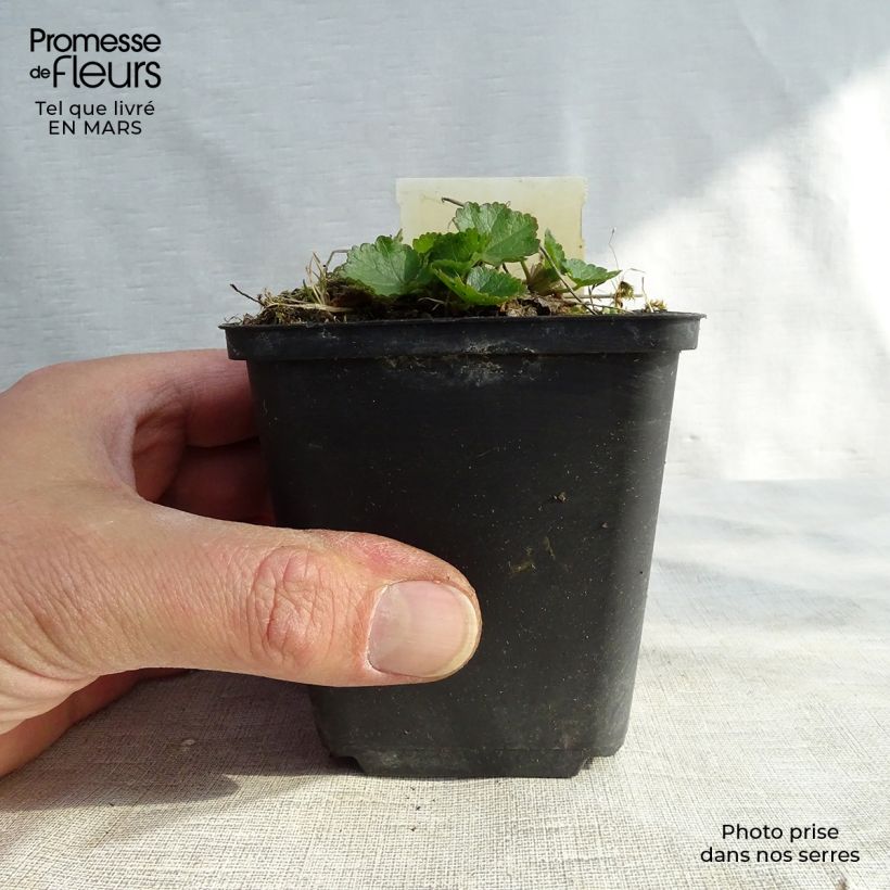 Sidalcea Oberon 8/9 cm pot sample as delivered in spring