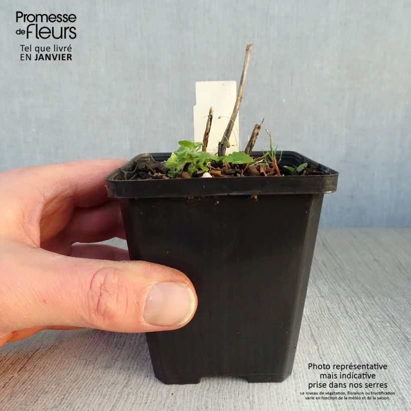 Sidalcea Party Girl 8/9 cm pot sample as delivered in winter