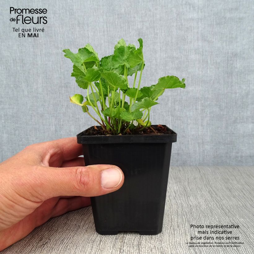 Sidalcea Party Girl 8/9 cm pot sample as delivered in spring