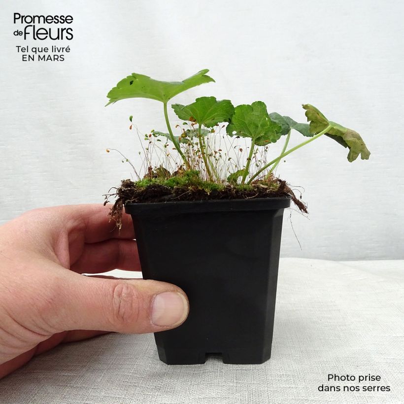 Sidalcea malviflora Elsie Heugh 8/9 cm pot sample as delivered in spring