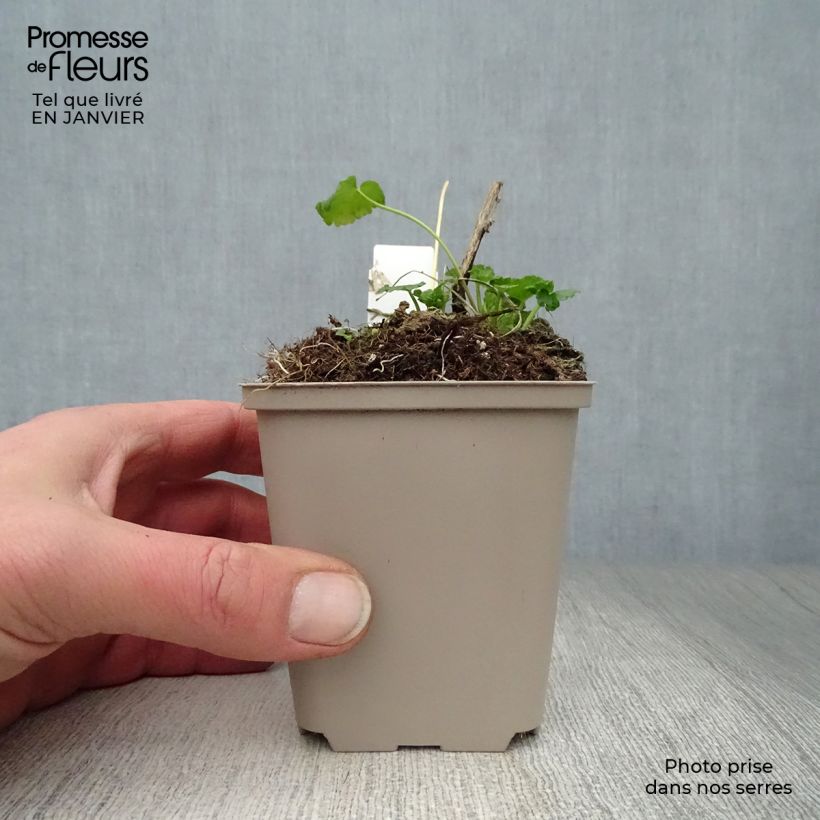 Sidalcea oregana Brilliant 8/9 cm pot sample as delivered in winter