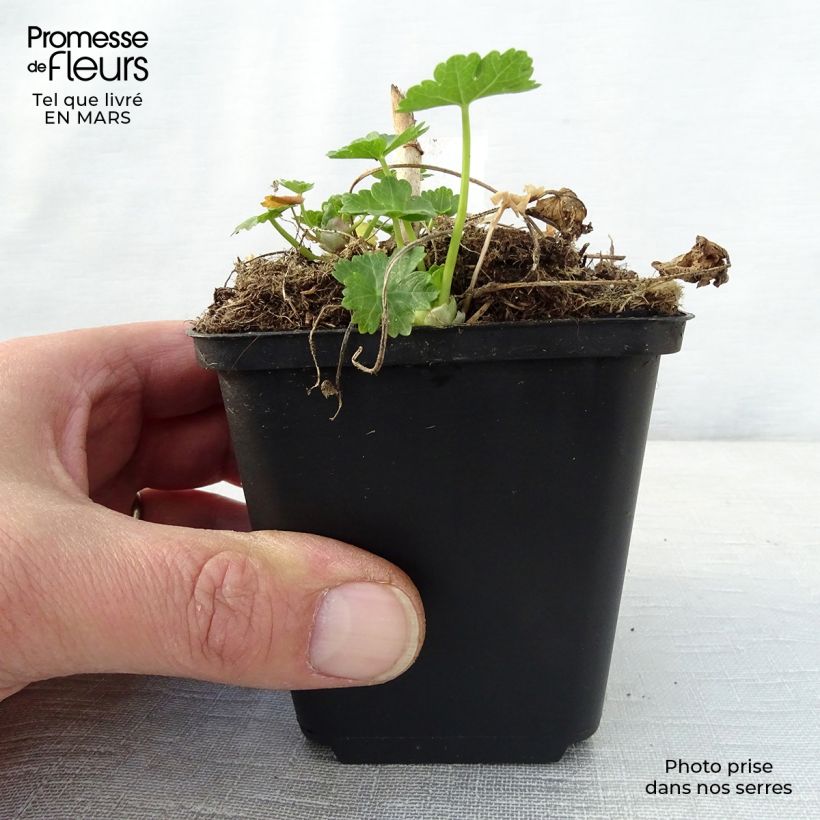 Sidalcea candida 8/9 cm pot sample as delivered in spring