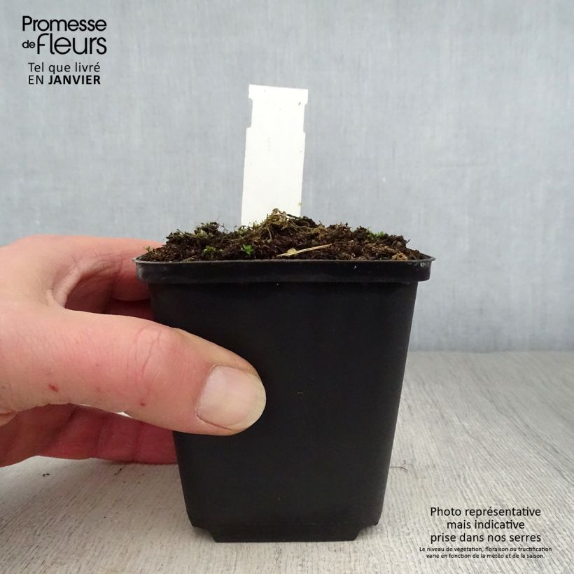 Sidalcea candida 8/9 cm pot sample as delivered in winter