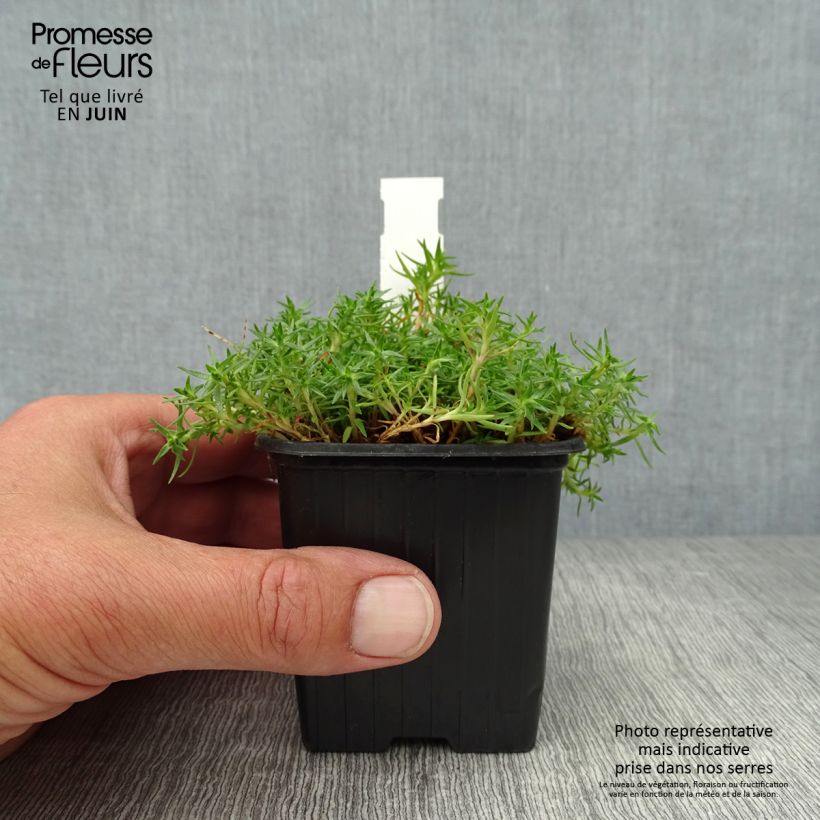 Silene acaulis 7/8 cm pot sample as delivered in summer