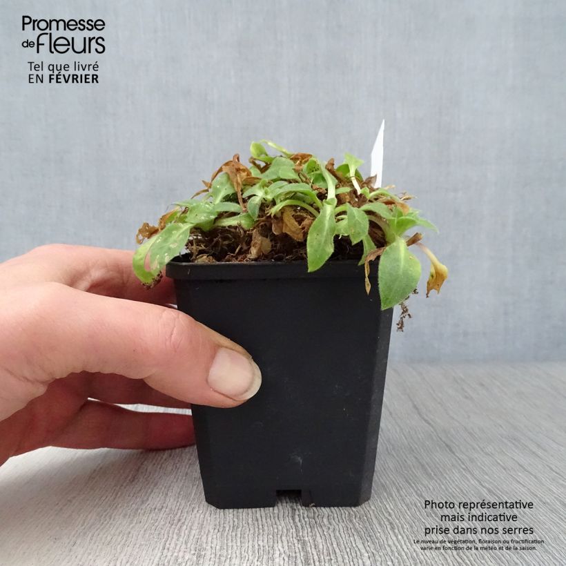 Silene robotii Rollies Favourite 7/8 cm pot sample as delivered in winter