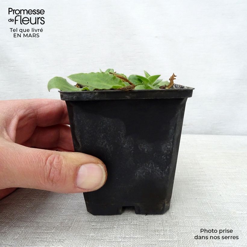 Silene robotii Rollies Favourite 7/8 cm pot sample as delivered in spring