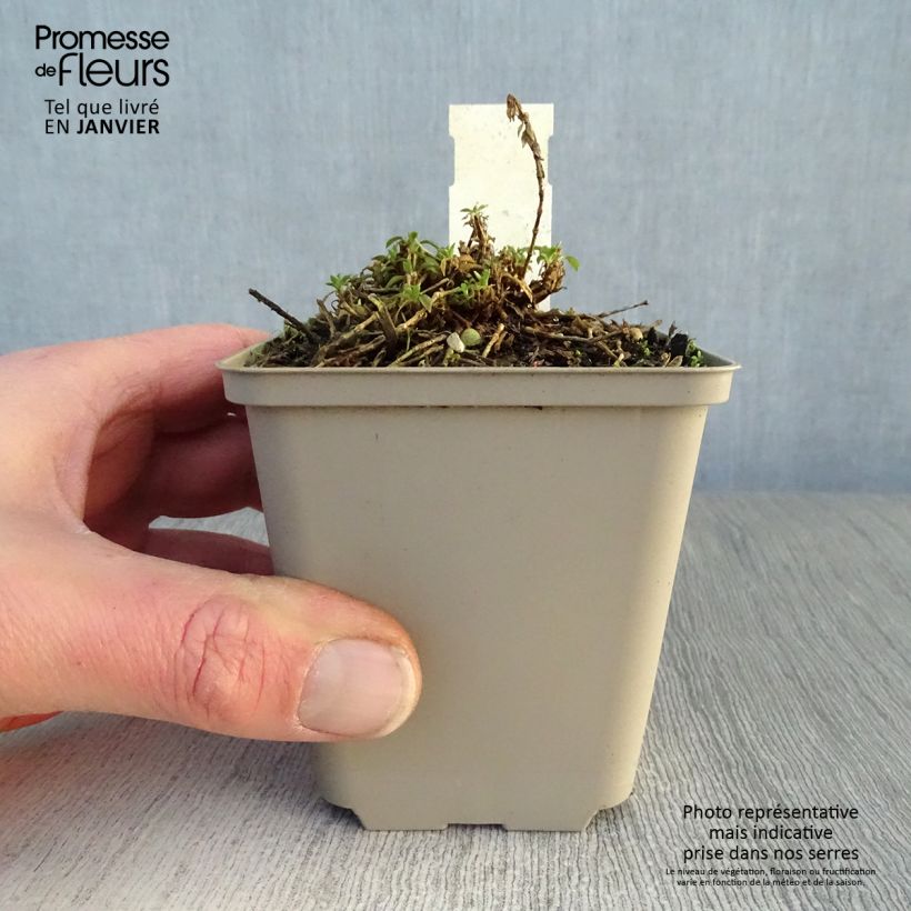 Silene schafta 8/9 cm pot sample as delivered in winter