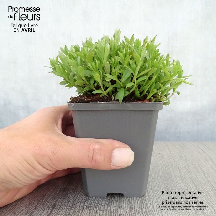 Silene schafta 8/9 cm pot sample as delivered in spring