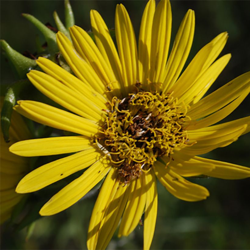 Silphium laciniatum (Flowering)