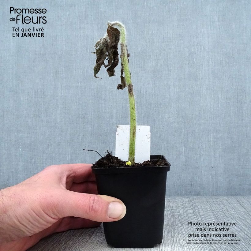 Silphium mohrii 8/9 cm pot sample as delivered in winter