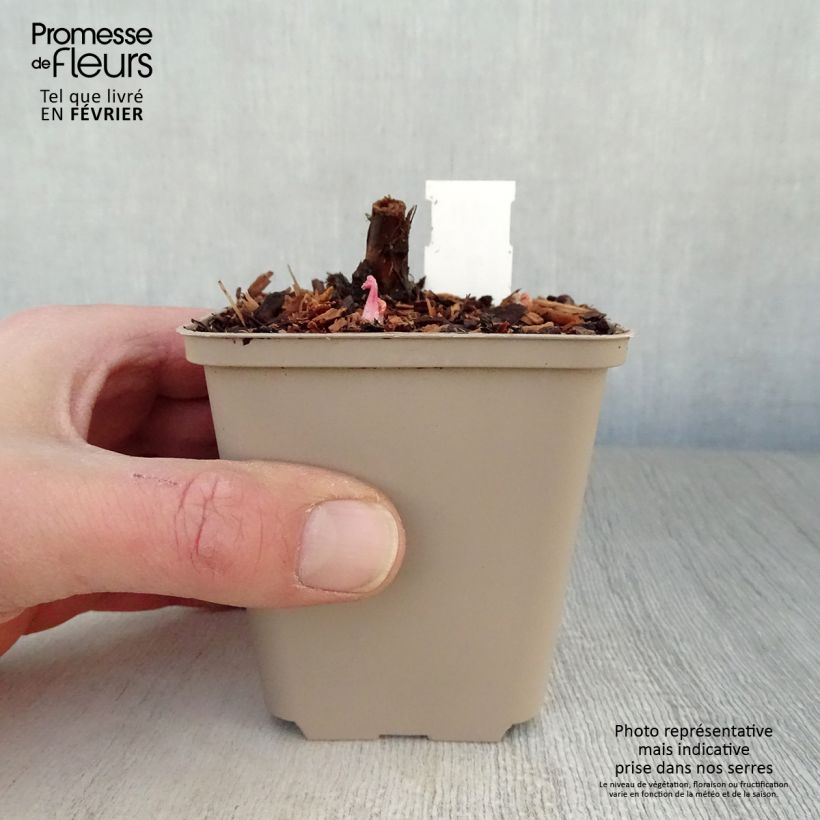 Silphium perfoliatum 8/9 cm pot sample as delivered in winter
