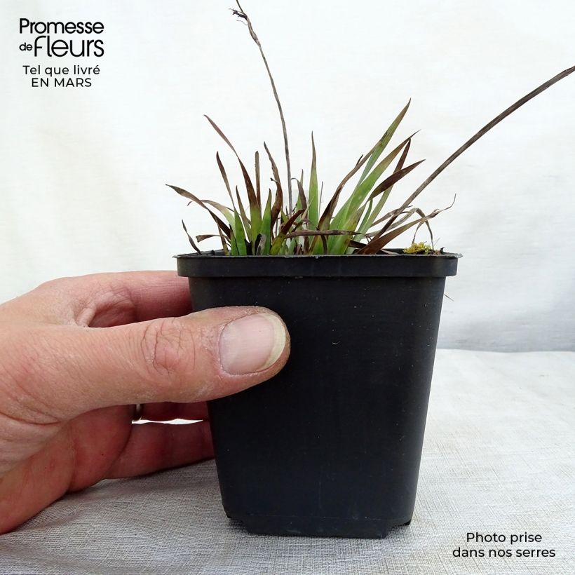 Sisyrinchium angustifolium Lucerne 8/9 cm pot sample as delivered in winter