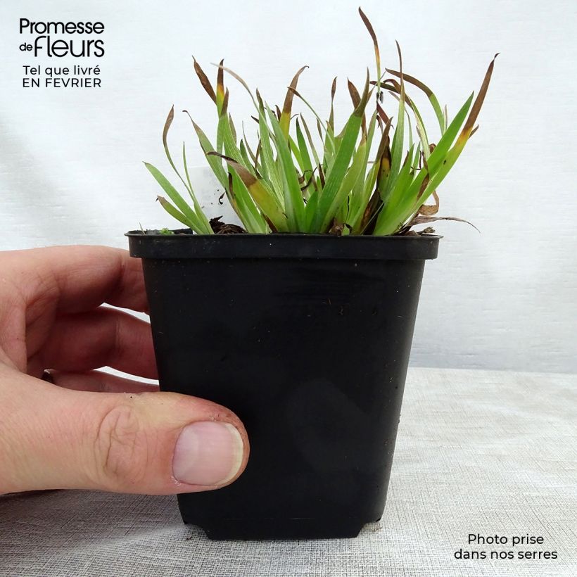 Sisyrinchium angustifolium Devon Skies 8/9 cm pot sample as delivered in winter