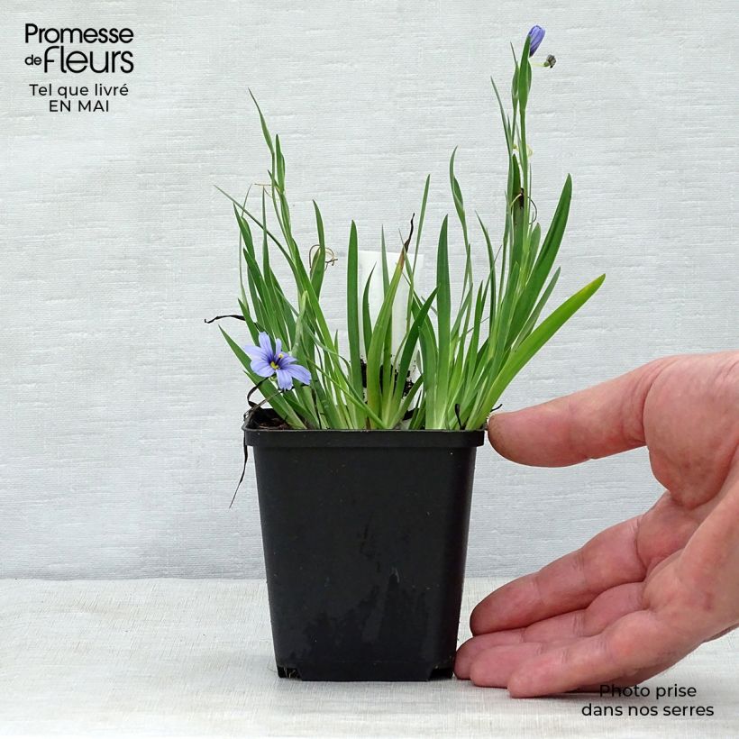 Sisyrinchium angustifolium Devon Skies 8/9 cm pot sample as delivered in spring