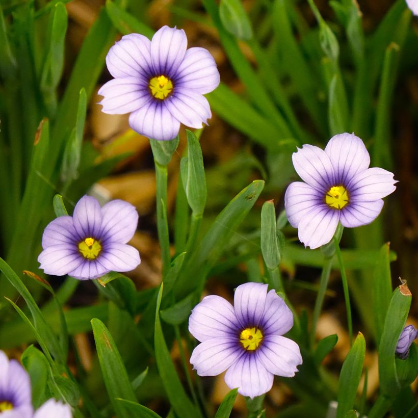 Sisyrinchium angustifolium Devon Skies (Flowering)