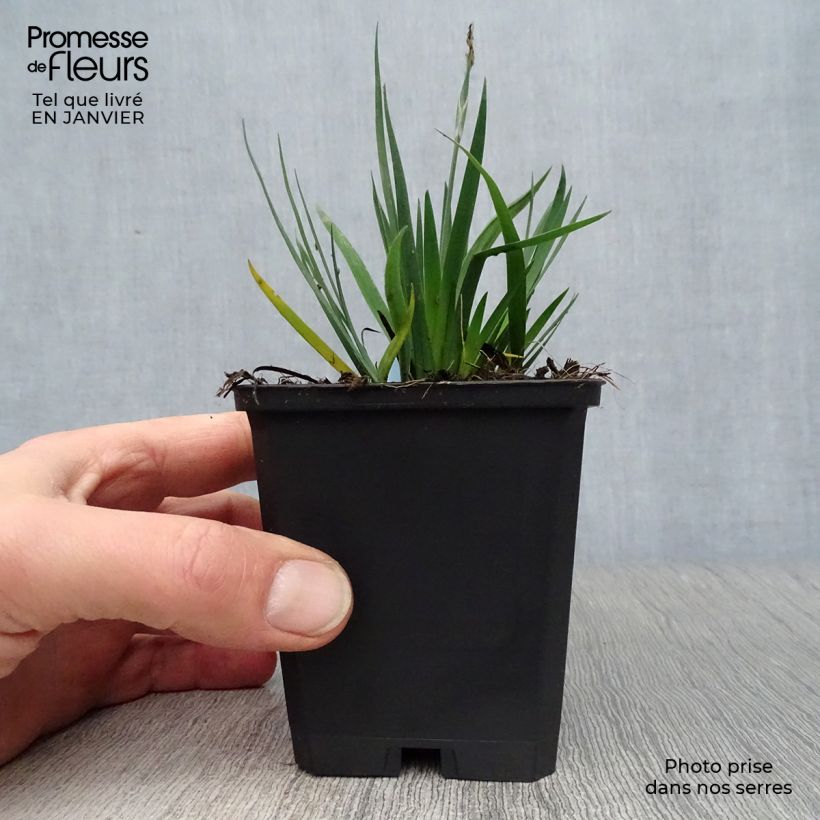 Sisyrinchium bellum 8/9 cm pot sample as delivered in winter