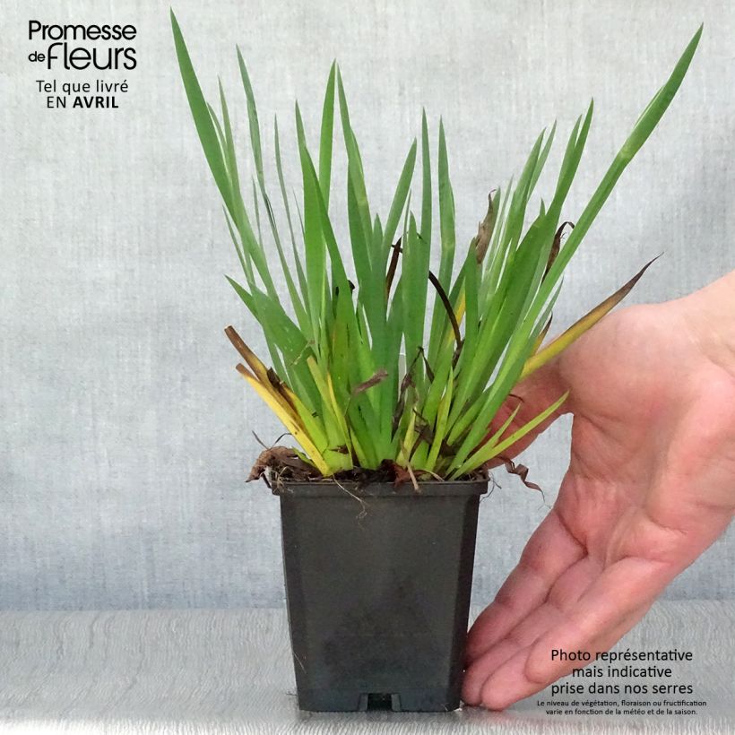 Sisyrinchium bellum 8/9 cm pot sample as delivered in spring