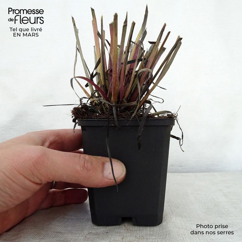 Sisyrinchium californicum 8/9 cm pot sample as delivered in spring