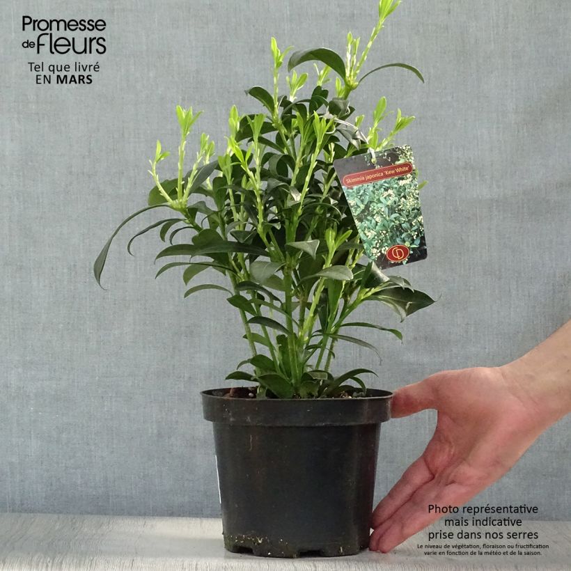 Skimmia japonica Kew White 2L/3L pot sample as delivered in spring