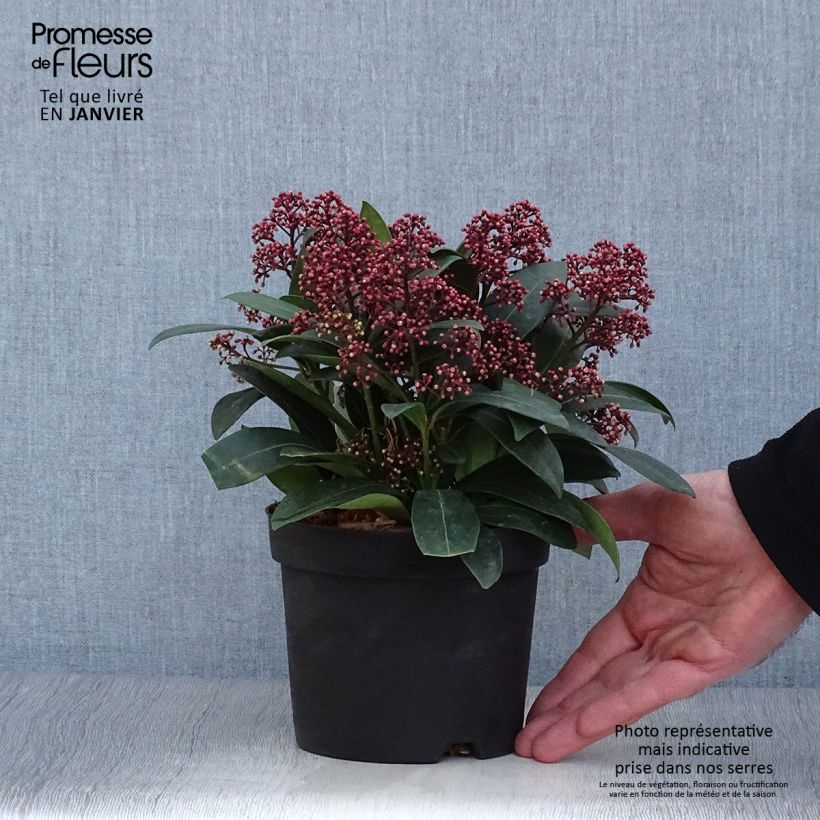 Skimmia japonica Rubella 12cm pot sample as delivered in winter