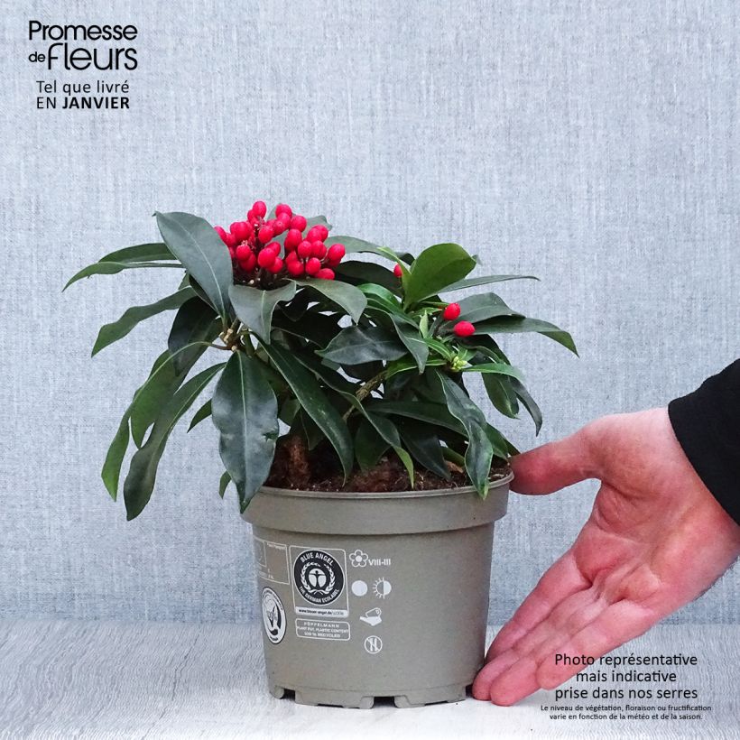 Skimmia reevesiana 1L/1.5L pot sample as delivered in winter