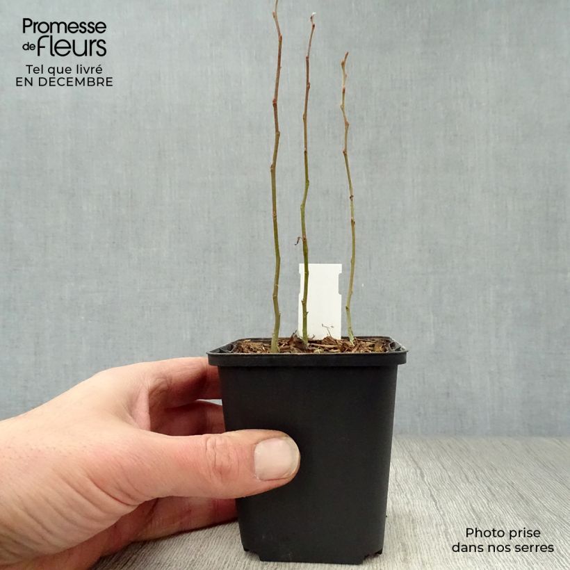 Smilacina racemosum 8/9 cm pot sample as delivered in winter