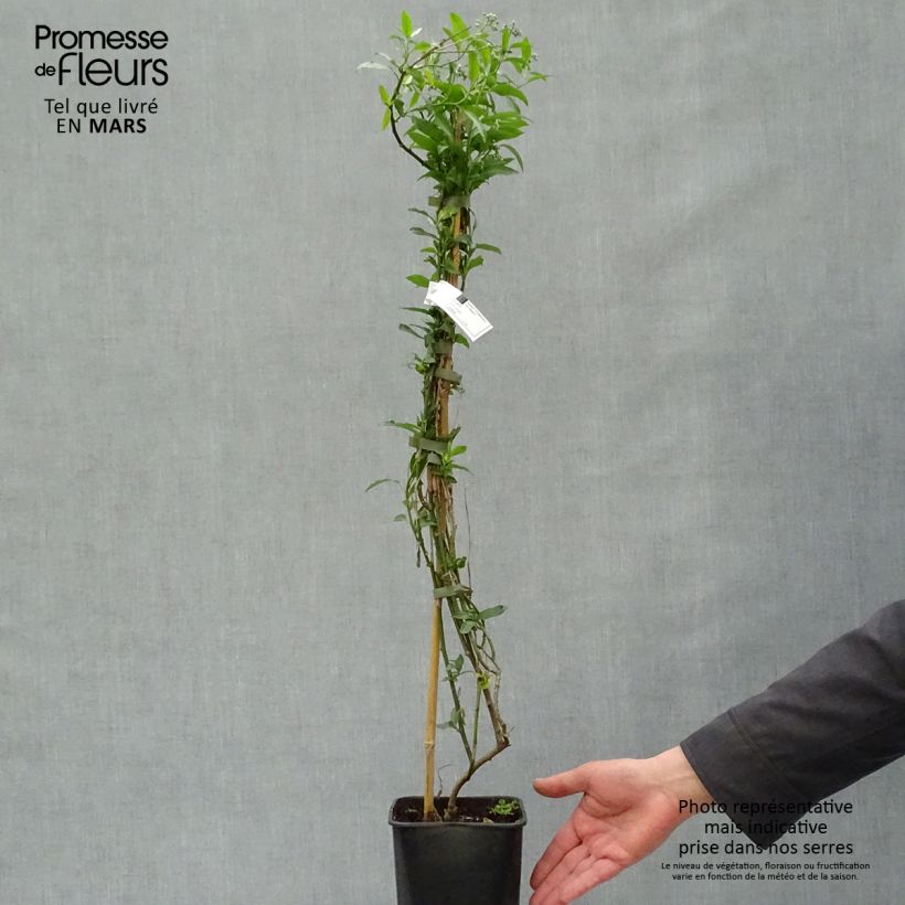 Solanum crispum Glasnevin 2L/3L pot sample as delivered in spring