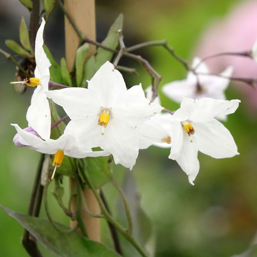 Solanum jasminoides Album (Flowering)