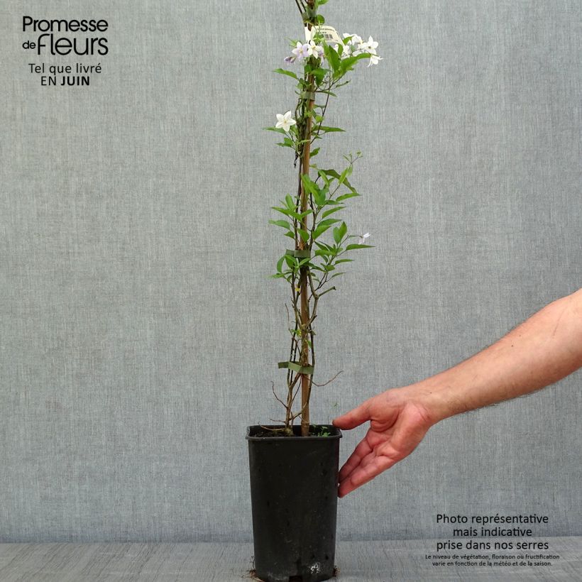 Solanum jasminoides Blue 2L/3L pot sample as delivered in spring