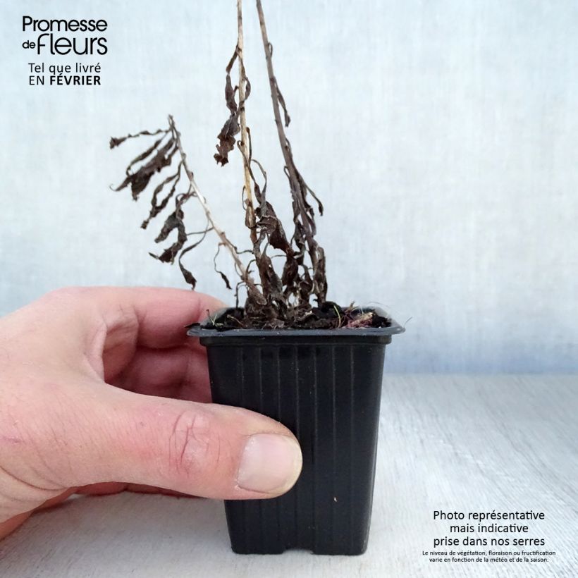 Solidago canadensis Gold King 7/8 cm pot sample as delivered in winter