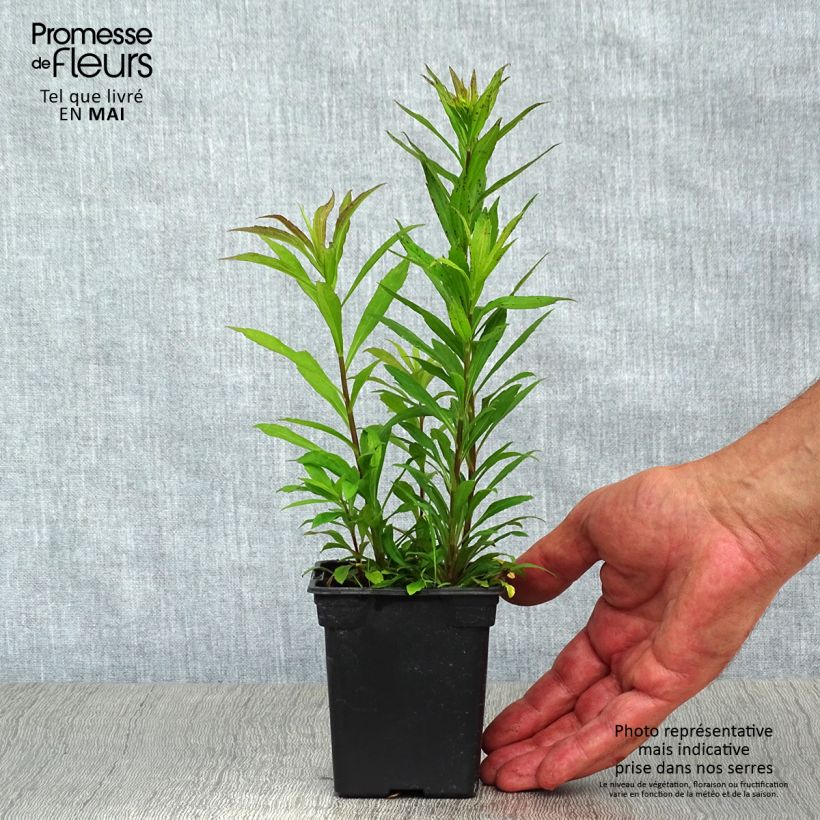 Solidago canadensis Gold King 7/8 cm pot sample as delivered in spring