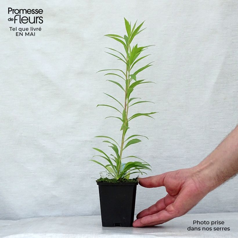 Solidago Goldenmosa 8/9 cm pot sample as delivered in spring