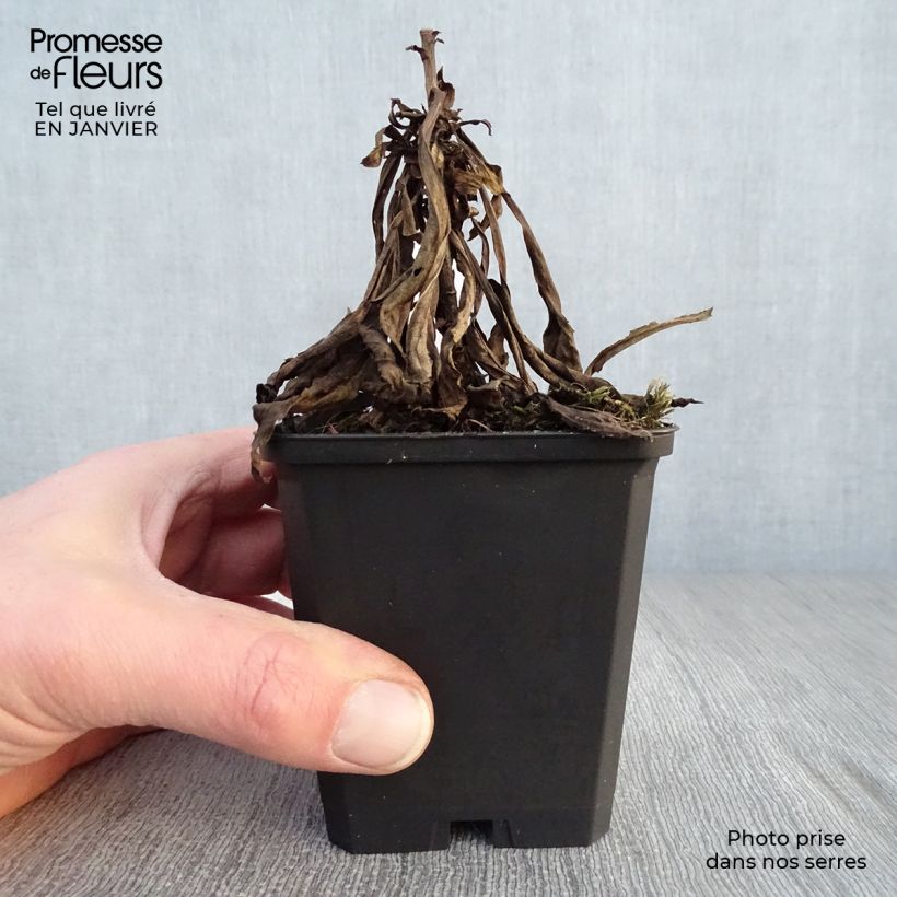 Solidago Goldenmosa 8/9 cm pot sample as delivered in winter