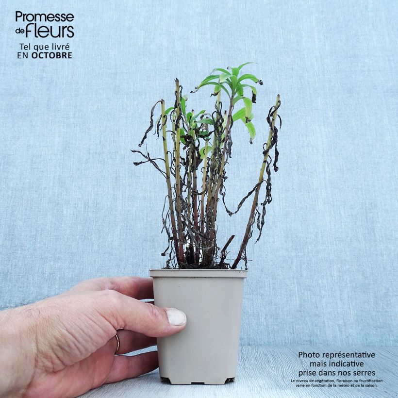 Solidago Spatgold 8/9 cm pot sample as delivered in autumn