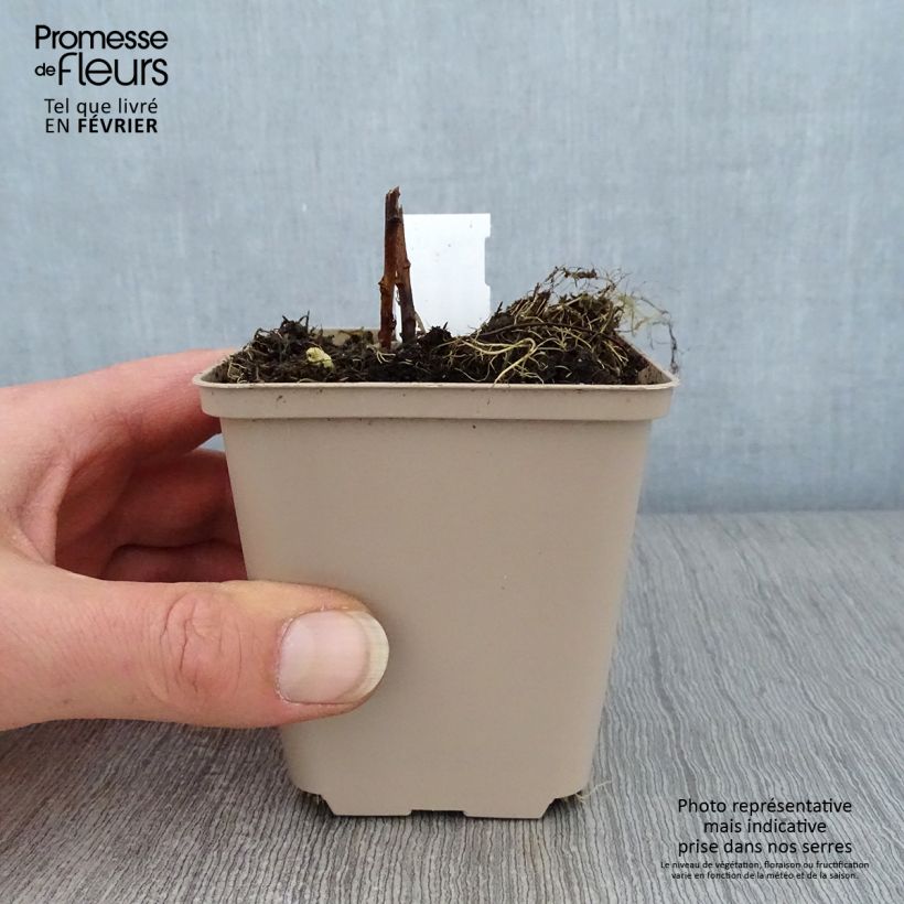 Solidago Spatgold 8/9 cm pot sample as delivered in winter