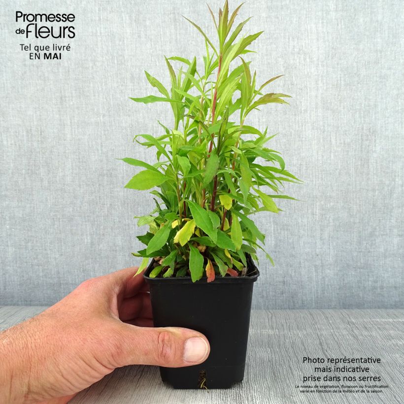 Solidago canadensis Golden Baby 8/9 cm pot sample as delivered in spring