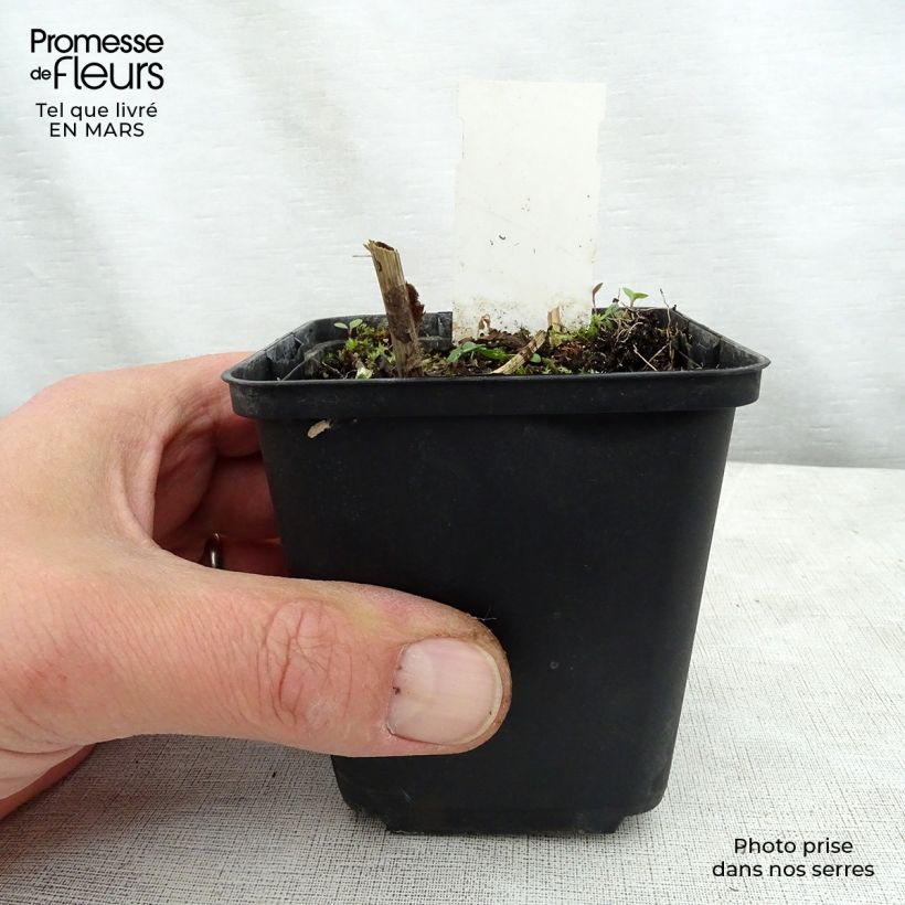 Solidago flexicaulis Variegata 8/9 cm pot sample as delivered in spring