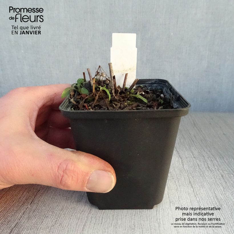 Solidago Ducky 8/9 cm pot sample as delivered in winter