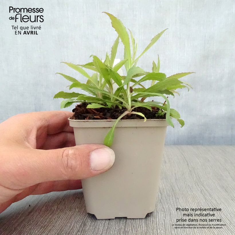 Solidago Ducky 8/9 cm pot sample as delivered in spring