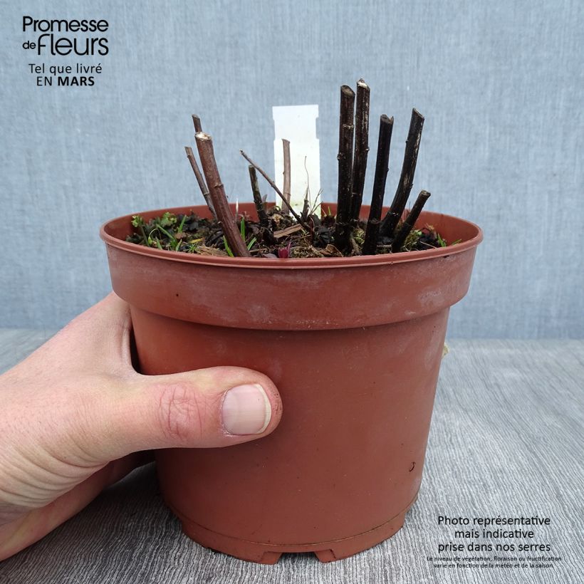 Solidago rugosa Fireworks 2L/3L pot sample as delivered in winter