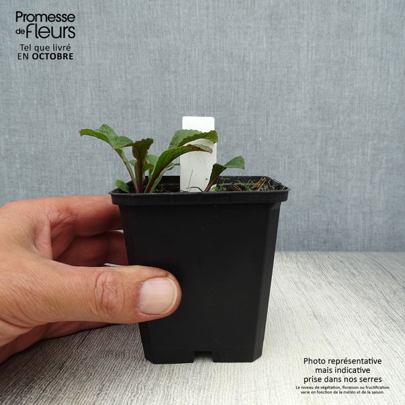 Solidago rugosa 8/9 cm pot sample as delivered in autumn