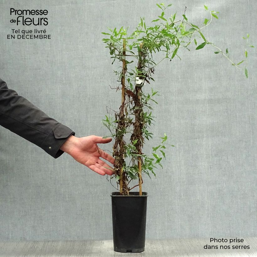 Sollya heterophylla - Billardiera heterophylla 3L/4L pot sample as delivered in winter